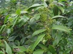 Smilax glabra