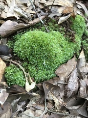 Octoblepharum albidum