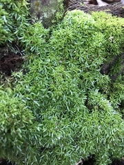 Octoblepharum albidum