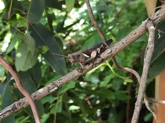 Xenocatantops brachycerus