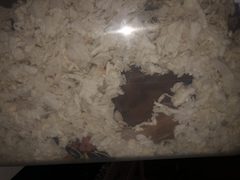 Mesocricetus auratus