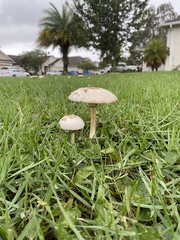 Chlorophyllum molybdites image