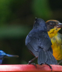 Diglossa lafresnayii