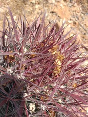 Ferocactus gracilis coloratus