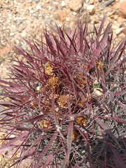 Ferocactus gracilis coloratus