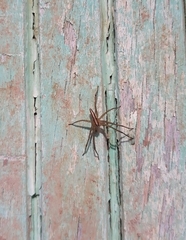 Neoctenus