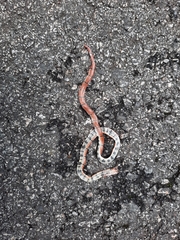 Sinomicrurus annularis