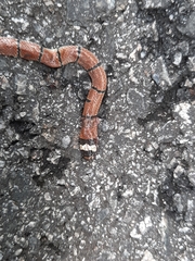 Sinomicrurus annularis