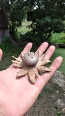 Myriostoma