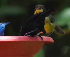 Diglossa lafresnayii