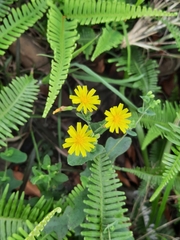 Crepidiastrum denticulatum
