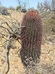 Ferocactus gracilis gracilis
