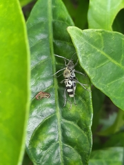 Chlorophorus reductus