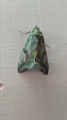 Lepidoptera