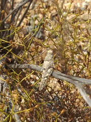 Cibolacris parviceps