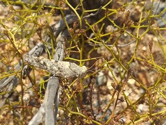 Cibolacris parviceps