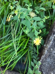 Crepidiastrum denticulatum