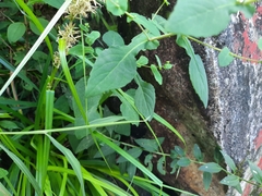 Crepidiastrum denticulatum
