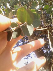 Eucalyptus gunnii