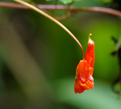 Tropaeolum tuberosum