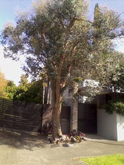 Eucalyptus gunnii
