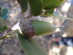 Quercus wislizeni frutescens