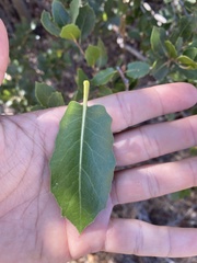 Quercus wislizeni frutescens