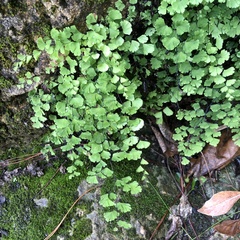 Adiantum capillus-veneris