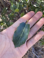 Quercus wislizeni frutescens