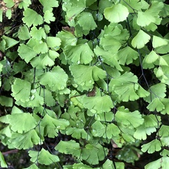 Adiantum capillus-veneris