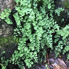 Adiantum capillus-veneris