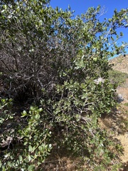 Quercus wislizeni frutescens