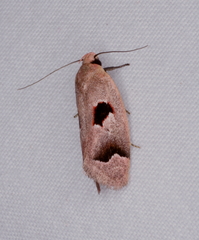 Acanthodela erythrosema