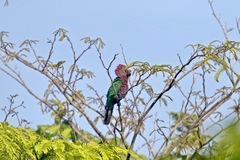 Deroptyus accipitrinus