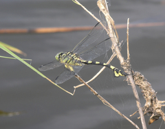 Sinictinogomphus clavatus