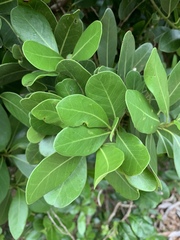 Sideroxylon inerme inerme