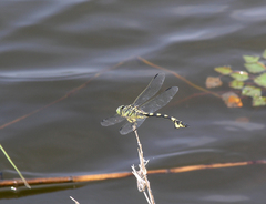 Sinictinogomphus clavatus