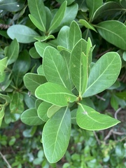 Sideroxylon inerme inerme