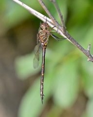 Somatochlora linearis