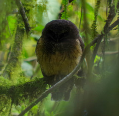 Megascops albogularis