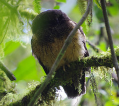 Megascops albogularis