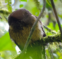 Megascops albogularis