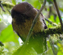 Megascops albogularis