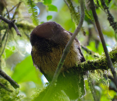 Megascops albogularis