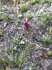 Castilleja lassenensis