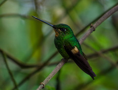 Buff-Winged Starfrontlet photo 5