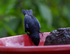 Diglossa lafresnayii