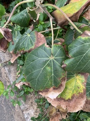 Hibiscus tiliaceus tiliaceus
