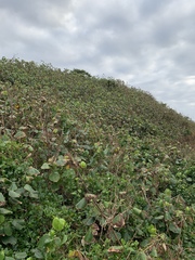Hibiscus tiliaceus tiliaceus