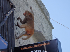 Macaca mulatta
